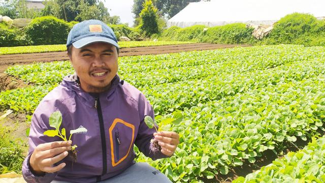 Salah satu keluarga Asep Bibit, petani sukses pembudidayaan bibit tanaman sayuran asal Pasirwangi Garut, Jawa Barat, memperlihatkan bibit berkualitas di area lahan taman mereka di Garut/Liputan6.com-Jayadi Supriadin